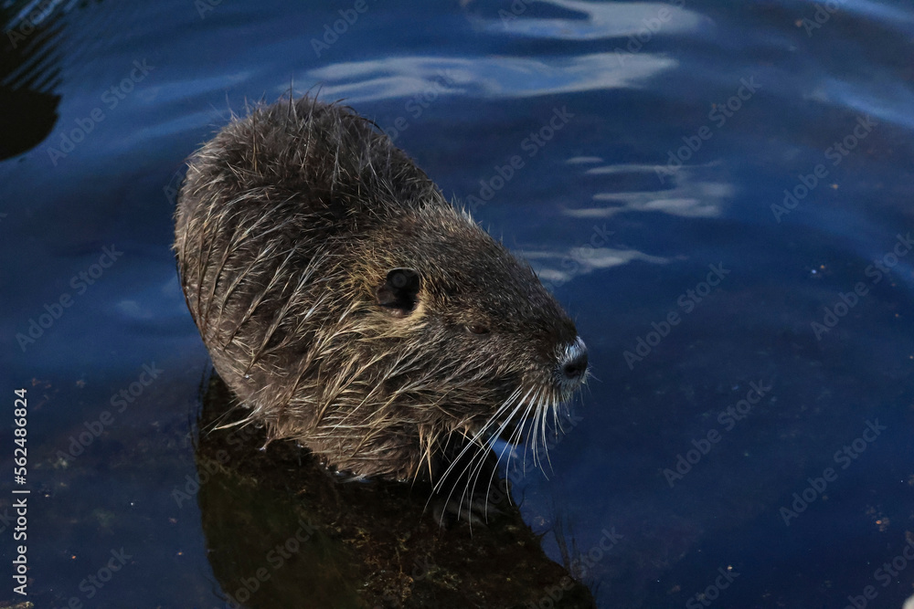 Nutria (Myocastor coypus)