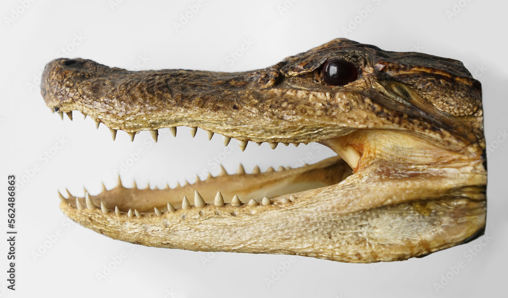 Crocodile head trophy. Dried caiman Crocodile Head isolated on white background. Alligator Head. Dried Alligator or Crocodile head with its mouth open showing its sharp teeth. Crocodile head trophy. Dried caiman Crocodile Head isolated on white background. Alligator Head. Dried Alligator or Crocodile head with its mouth open showing its sharp teeth.