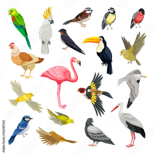 Birds as Warm-blooded Vertebrates or Aves with Feathers and Toothless Beaked Jaws Vector Set photo