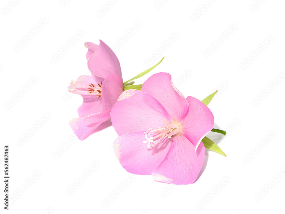 Close up Pink dombeya flower on white background. Close up Pink dombeya flower on white background.