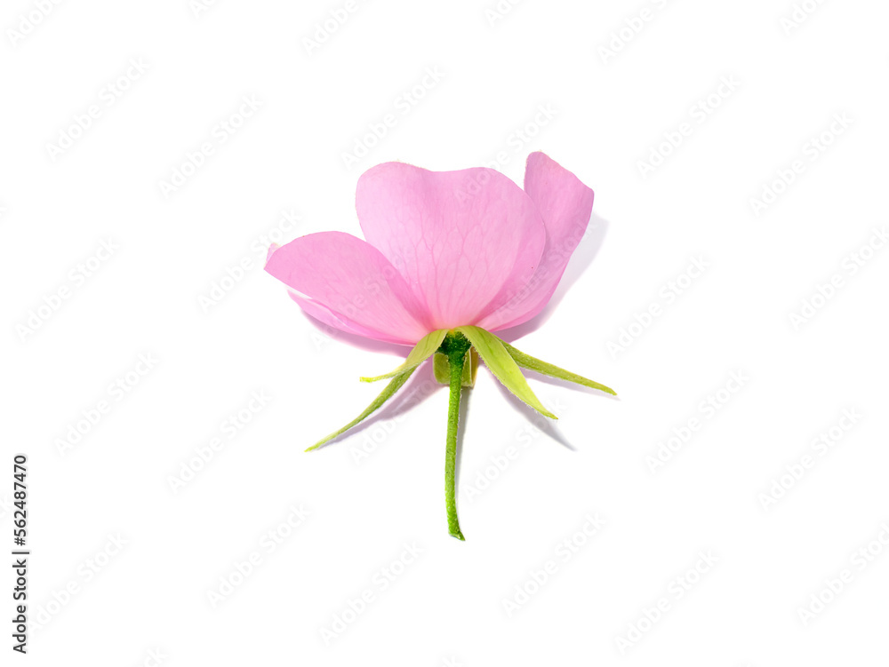 Close up Pink dombeya flower on white background.