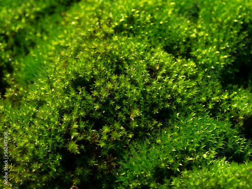 Macro of green frok moss on the groung in rain forest.