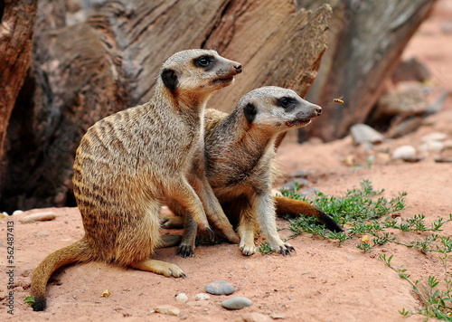 Erdmännchen mit Wespe