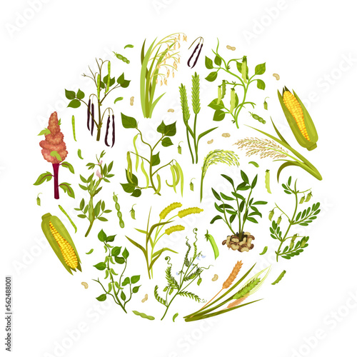 Organic Cereals and Legume Round Composition Design with Growing Crops and Plant Vector Template