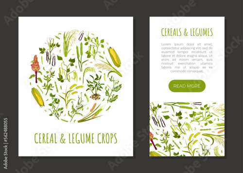 Organic Cereals and Legume Banner Design with Growing Crops and Plant Vector Template