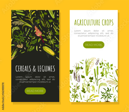 Organic Cereals and Legume Banner Design with Growing Crops and Plant Vector Template