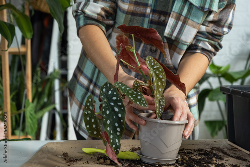 Transplanting a home plant Begonia maculata into a pot with a face. A woman plants a stalk with roots in a new soil. Caring for a potted plant, hands close-up photo