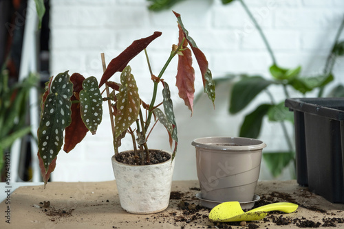 Transplanting a home plant Begonia maculata into a pot with a face. A woman plants a stalk with roots in a new soil. Caring for a potted plant, hands close-up photo