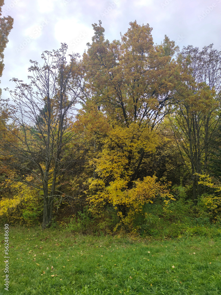 Naklejka premium Autumn view of South Park in city of Sofia, Bulgaria