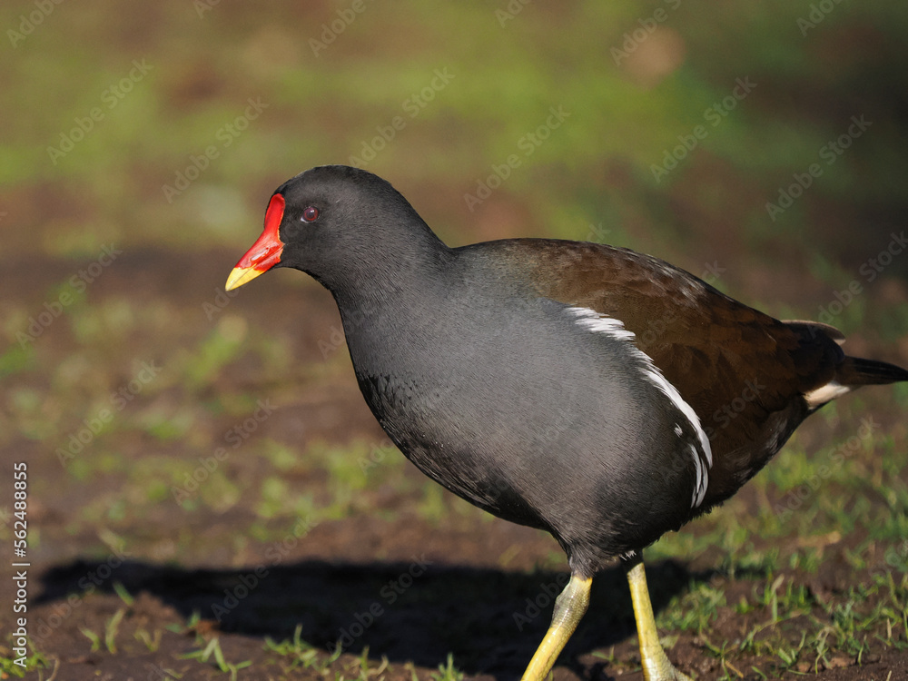 Teichhuhn (Gallinula chloropus) Teichhuhn (Gallinula chloropus)