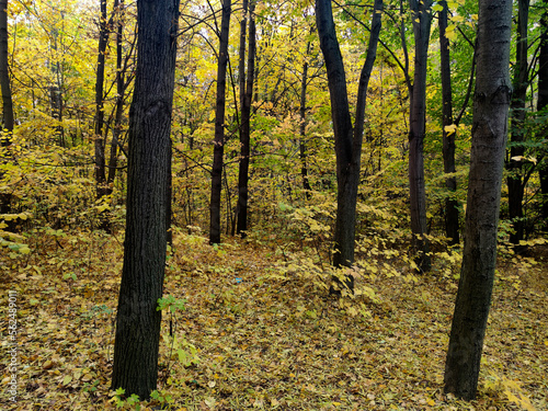 Autumn view of South Park in city of Sofia, Bulgaria