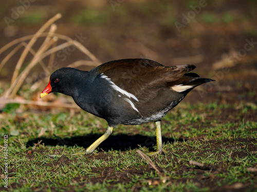 Teichhuhn (Gallinula chloropus)