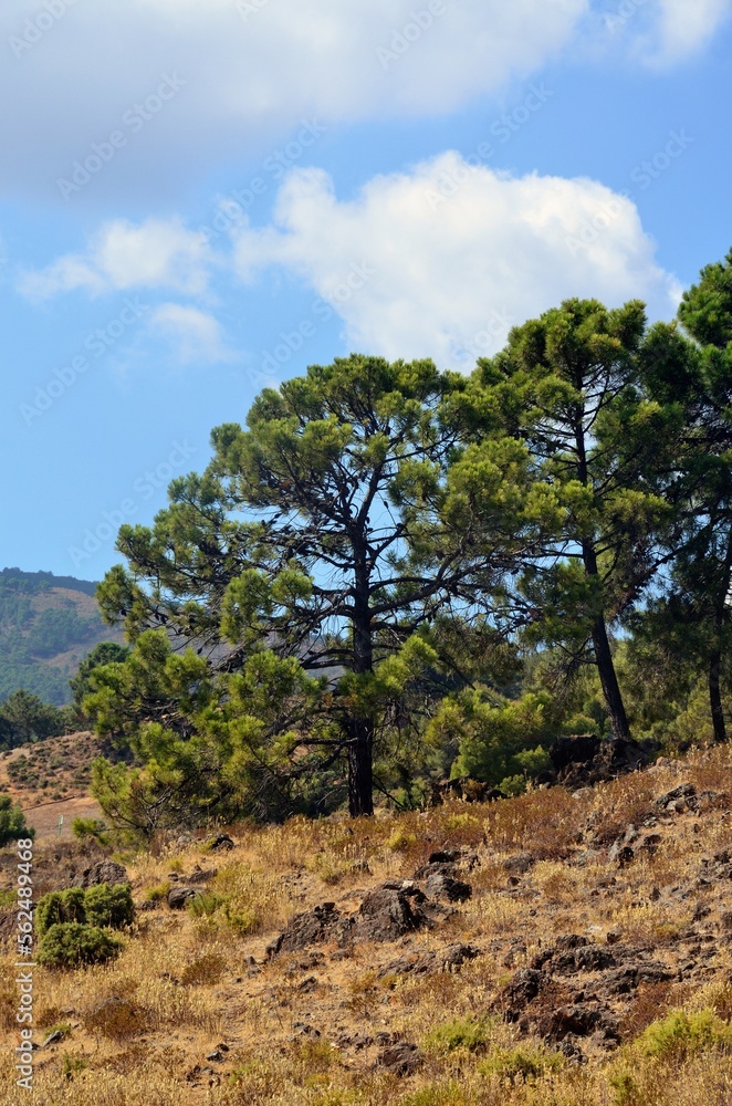 Pinar mediterraneo en Tolox, Sierra de las Nieves, Malaga