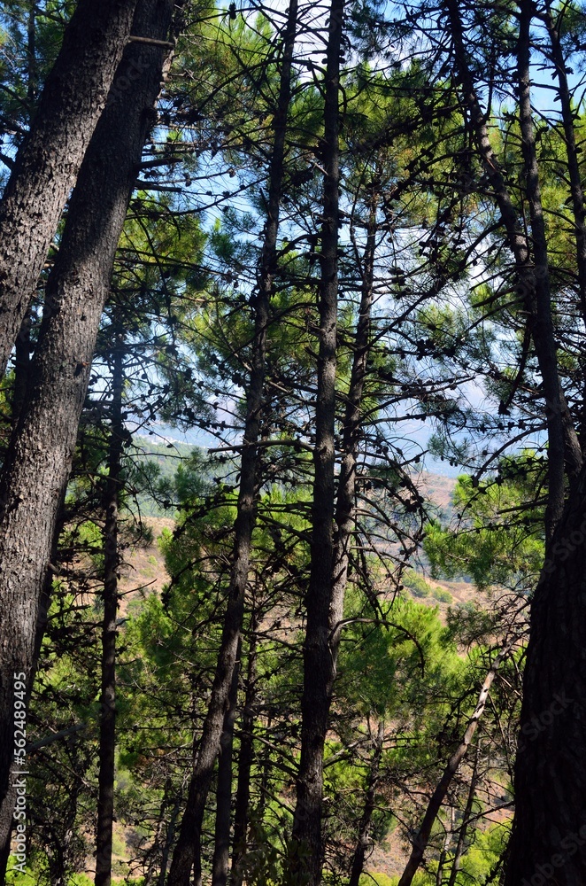 Bosque de pinos en Tolox, Sierra de las Nieves