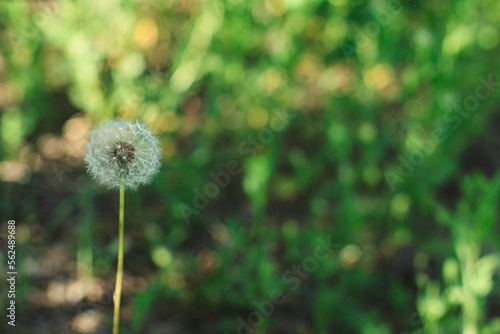 Close-up of a white dandelion on a green natural background. Dandelion inflorescences in summer or spring