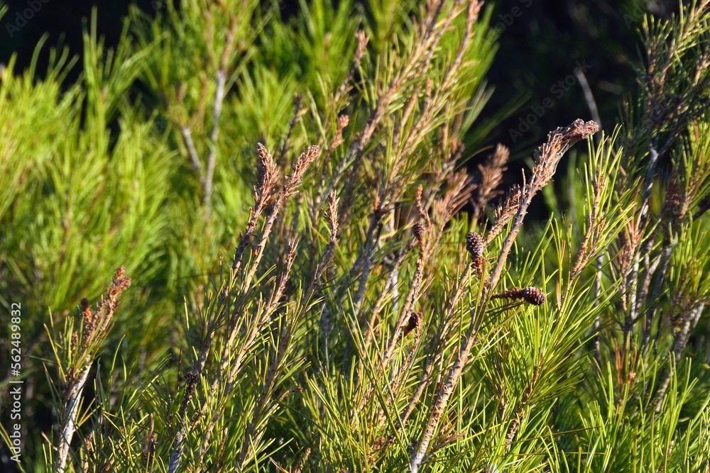 Brotes de pinos en Tolox, Sierra de las Nieves Brotes de pinos en Tolox, Sierra de las Nieves
