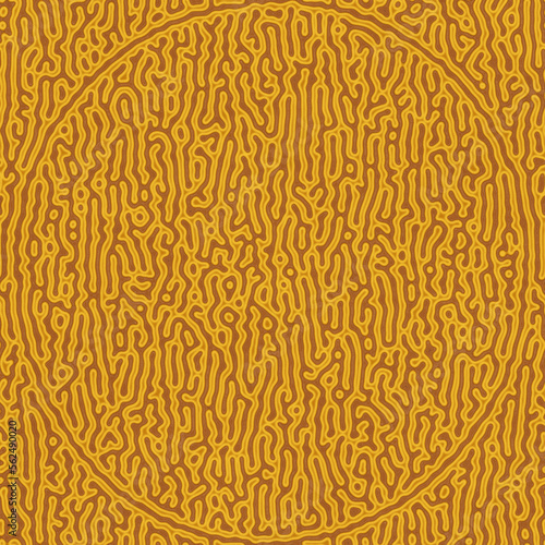 Seamless organic brain coral pattern with circular shape photo
