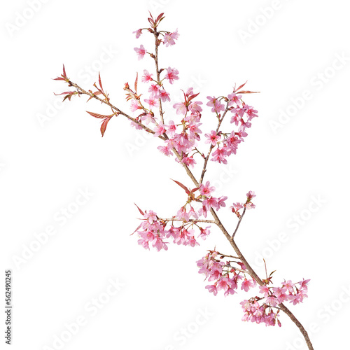 Sakura flowers, a branch of wild Himalayan cherry blossom pink flowers with young leaves budding on tree twig