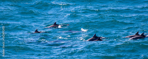 A group of beautiful Indo-Pacific bottlenose dolphins swimming and playing in the waves at Noosa National Park in Queensland, Australia photo