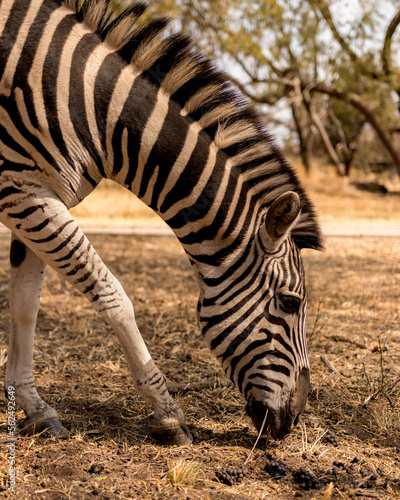 Zebra