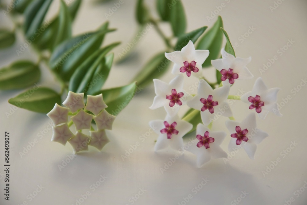 Hoya bella bloom, white and pink flower, with a bud, on a green vine. Close up on a white background. - obrazy, fototapety, plakaty 
