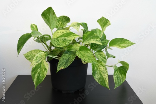 Marble queen pothos houseplant (Epipremnum aureum), a large plant in a black pot. Isolated on a white background and black table. Green and white variegated leaves. photo