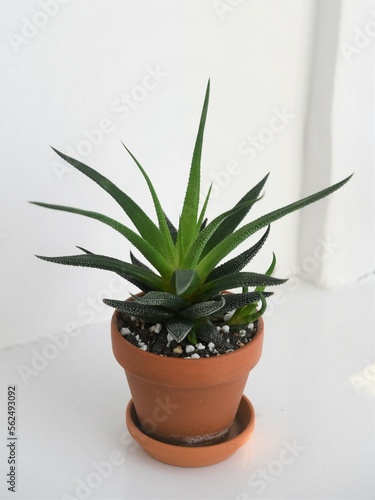 Haworthia house plant in a terracotta pot. The plant hs green spikey leaves. Isolated on a white background, in portrait orientation.