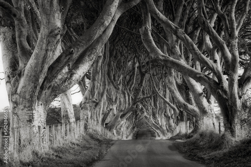 Dark Hedges