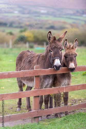 Donkeys