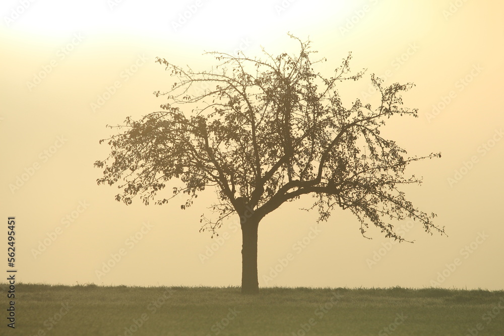 Baum im Nebel 1 