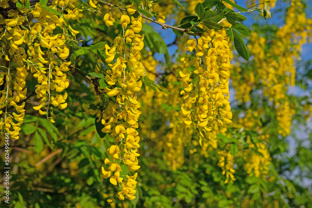 Blühender Goldregen, Laburnum, im Frühling Blühender Goldregen, Laburnum, im Frühling