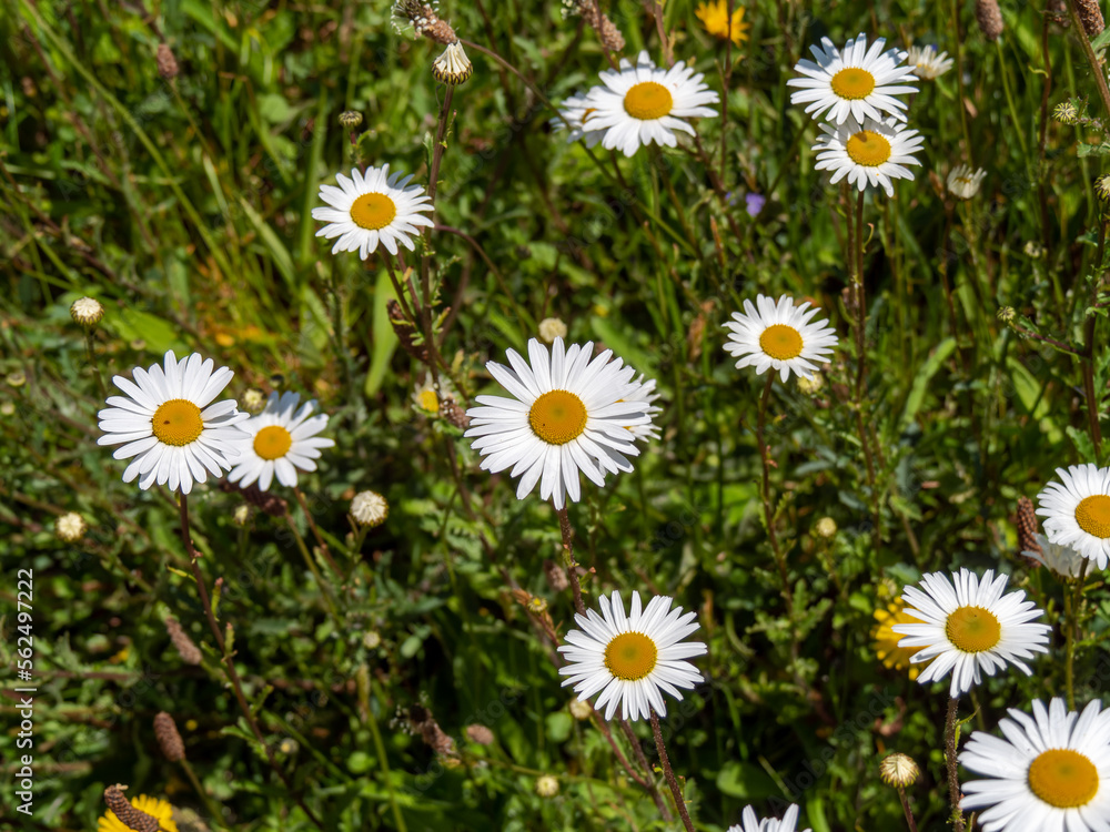 Fototapeta premium Flowering. Blooming chamomile field, Chamomile flowers. Beautiful wild flower