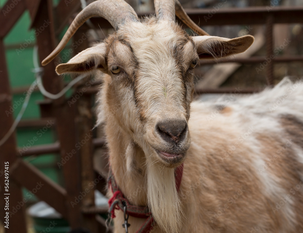 Alpine Goat Dairy Animal. Portrait of a female goat. Livestock.