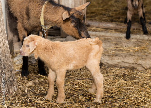 Alpine Goat Dairy Animal. Motherhood, the relationship between a mother and a newborn baby goat.