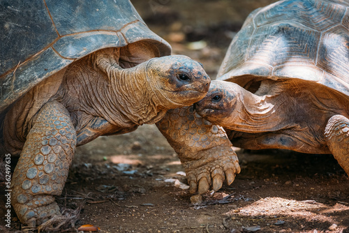 Couple of Aldabra giant tortoises endemic species - one of the largest tortoises in the world in zoo Nature park on Mauritius island. Huge reptiles portrait. Exotic animals, love and traveling concept
