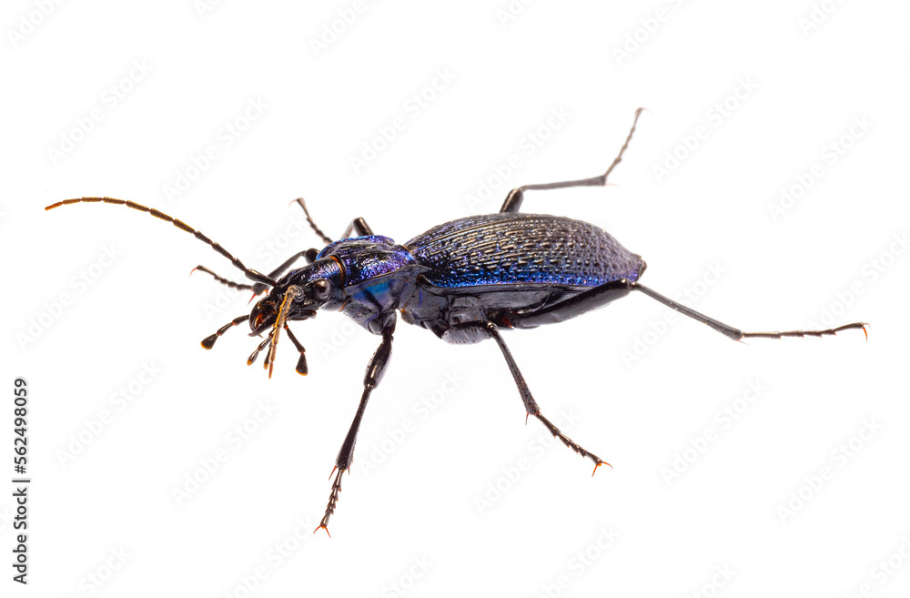 Carabus intricatus, the blue ground beetle, is a species of ground beetle living in Europe Carabus intricatus, the blue ground beetle, is a species of ground beetle living in Europe