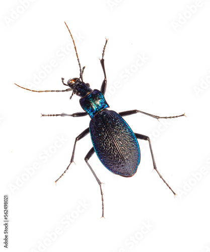 Carabus intricatus, the blue ground beetle, is a species of ground beetle living in Europe