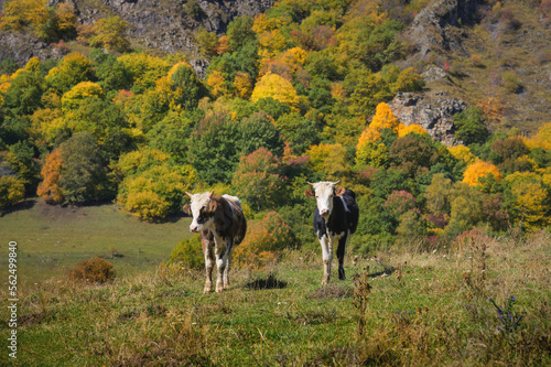 Close-up of two cows standing on a green field overlooking the autumn forest