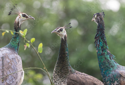 Three birds perched on a branch on a rainy day; Peahens on a branch wet due to rain; Peafowl from Sri Lanka 	 photo