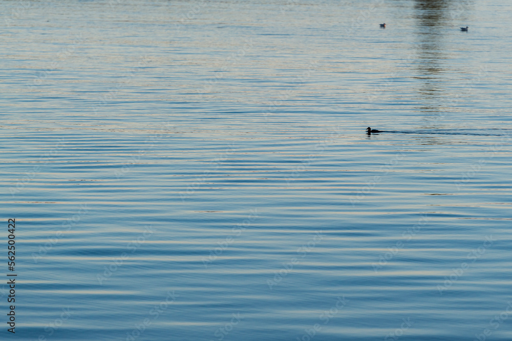Obraz premium imagen de un pato en el agua