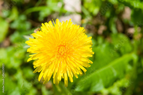 Bright yellow dandelion flower against green grass background.