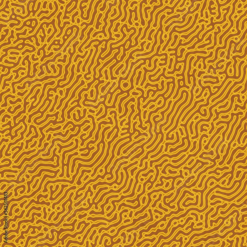 Seamless texture of organic brain coral pattern photo