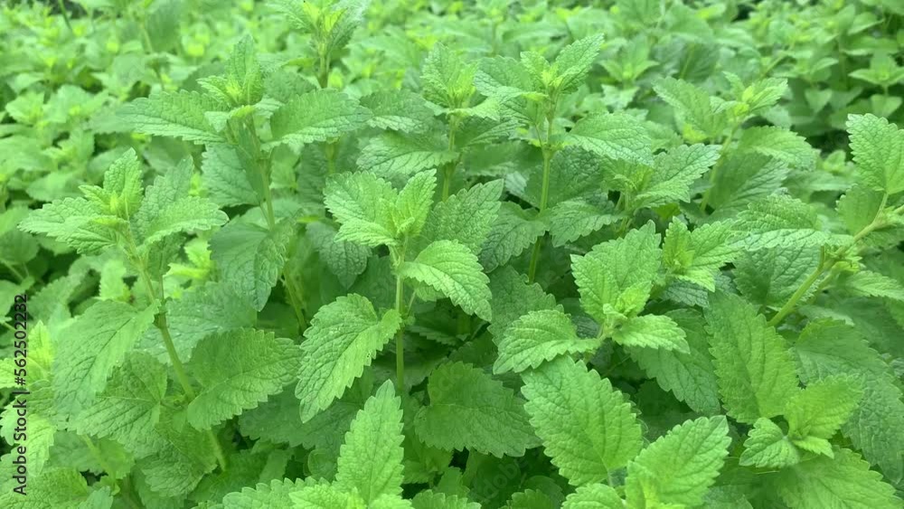 Bushes of green fresh mint in the garden. Herbs and spices. Home growing Bushes of green fresh mint in the garden. Herbs and spices. Home growing