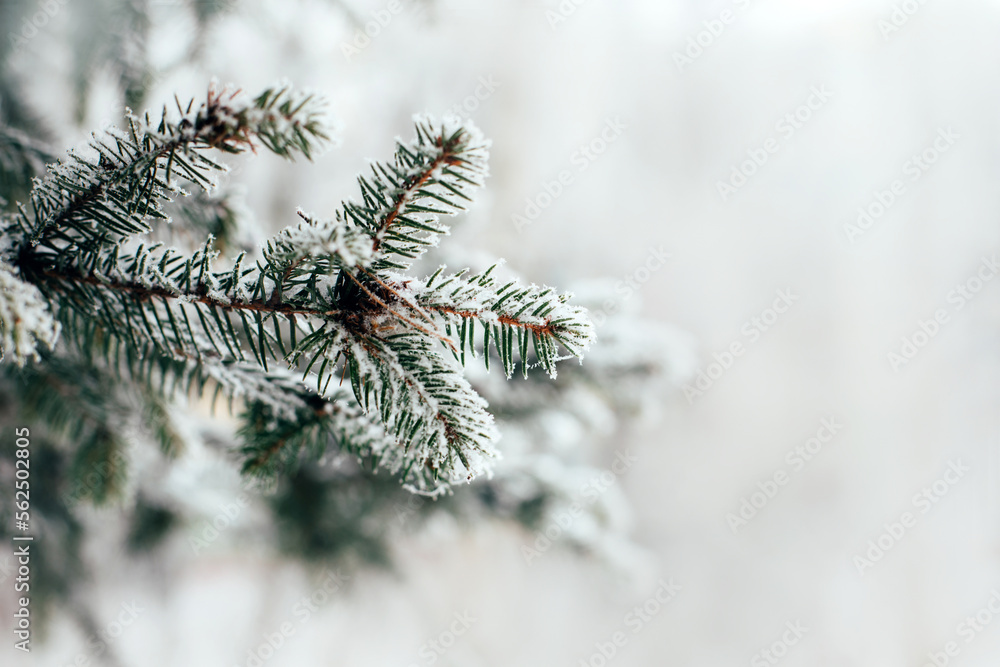 Snow-covered spruce branch, winter background. Front view