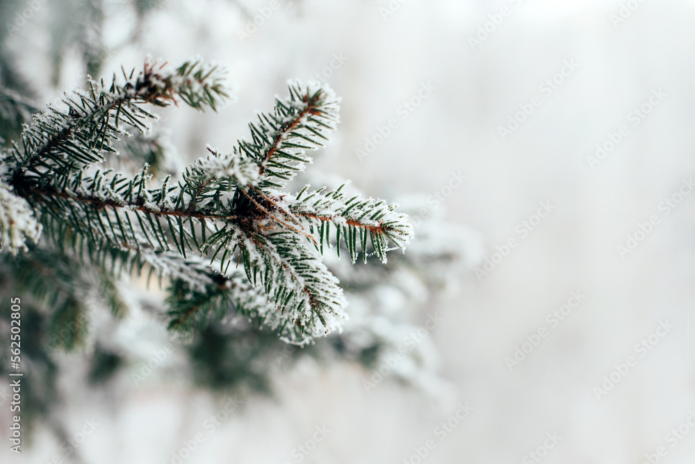 Snow-covered spruce branch, winter background. Front view Snow-covered spruce branch, winter background. Front view