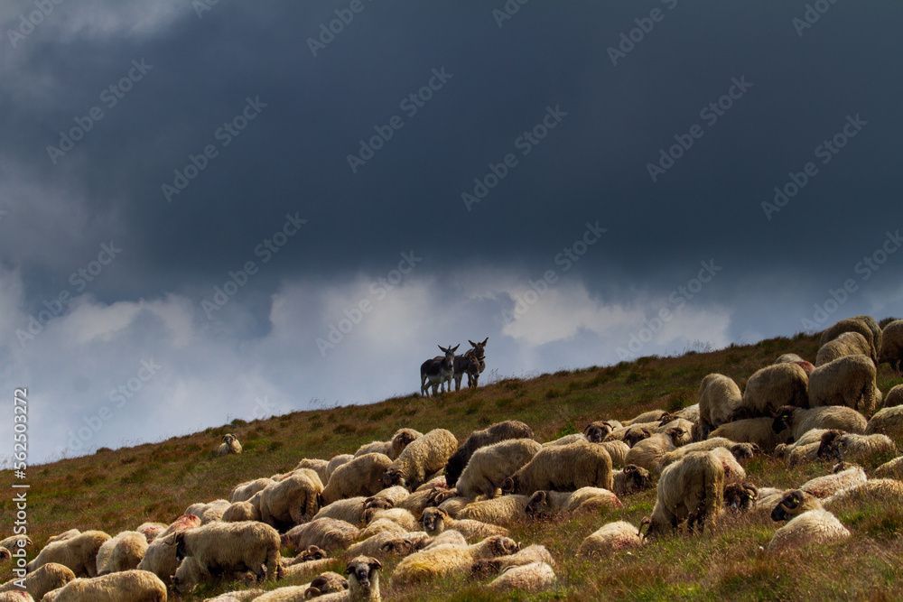 Sheep on the Transalpina, Romania