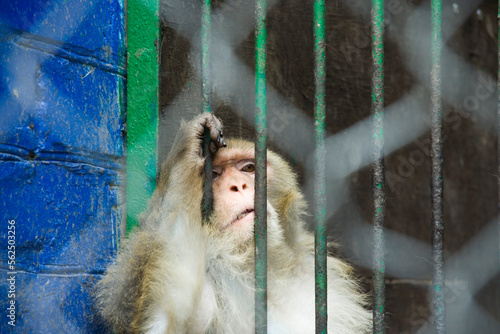 Photography Sad look of a monkey from a zoo cage