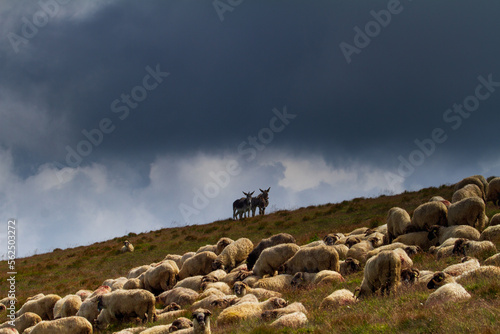 Sheep on the Transalpina, Romania © Gerhard