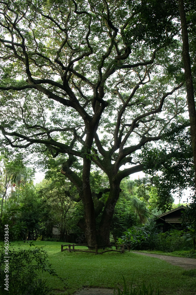 Scenery of a green yard in front of country house