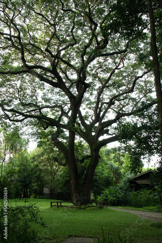 Scenery of a green yard in front of country house © foreverhappy